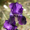 Western Blue Flag Iris