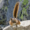 Yellow-pine Chipmunk