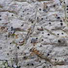 Pyrenula Lichen