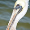 Brown Pelican