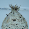 Tussock Moth