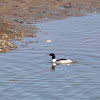 Common Merganser