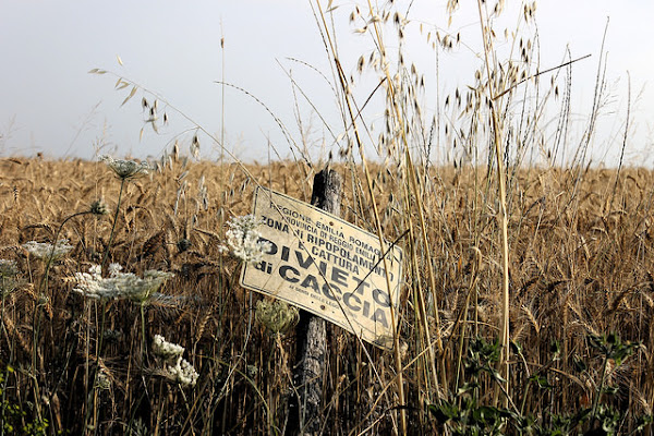 estate di davifer