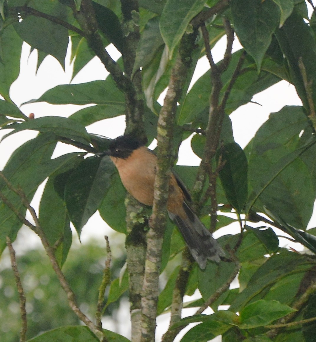 Rufous sibia