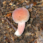 Russula Mushroom