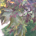 Japanese flowering cherry