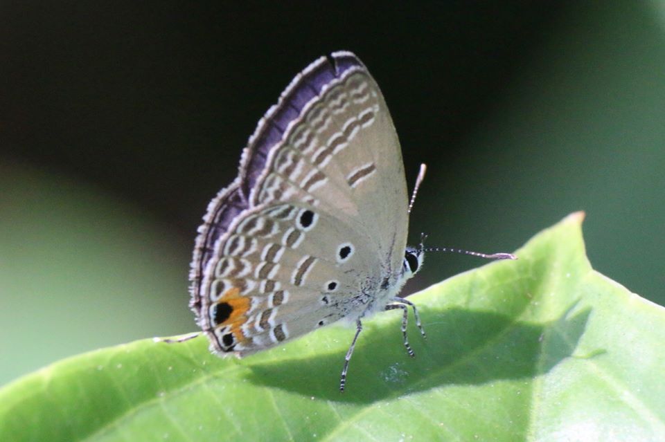 Plains Cupid