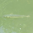 Striped Mullet