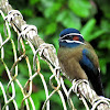 Whiskered treeswift