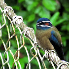 Whiskered treeswift