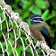 Whiskered treeswift