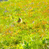 Columbian Ground squirrel