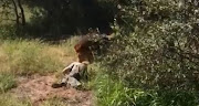 
The lion attack in Limpopo was caught on camera. 