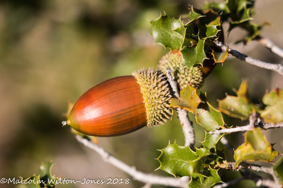 Acorns of the Kermes Oak