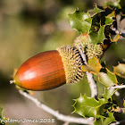 Acorns of the Kermes Oak