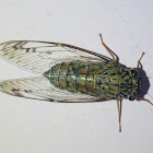 Cicada