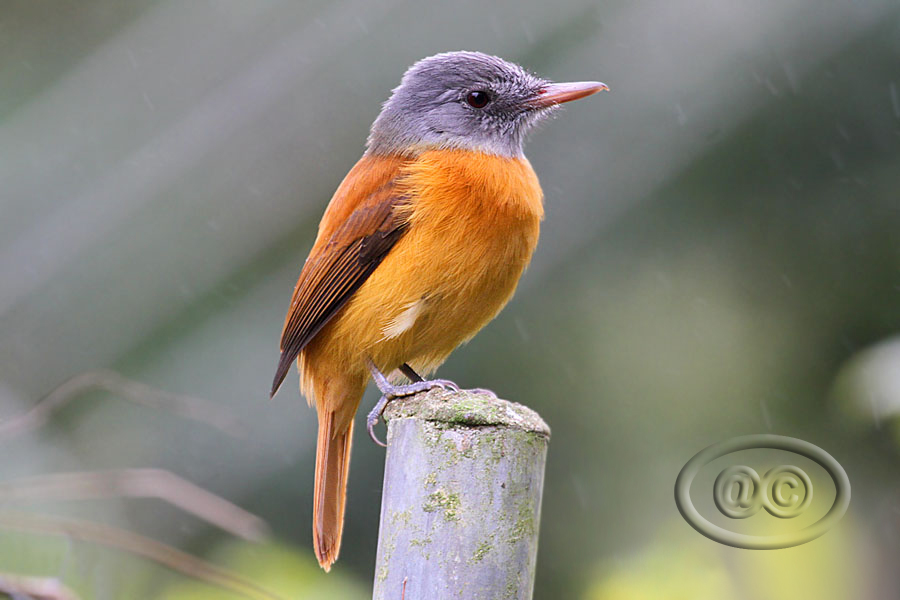 Capitão-de-saíra (Gray-hooded Attila)