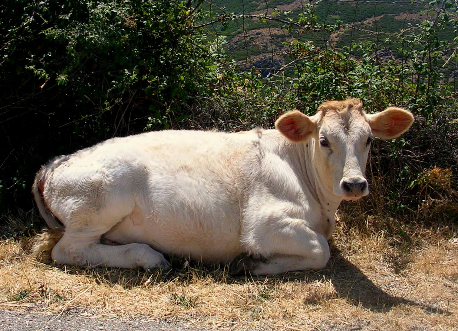 Mucca sdraiata (estate) di bereza