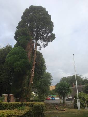 Cypress at Kings Somborne church yard album cover