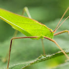 Bush Cricket