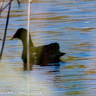 Moorhen; Polla de Agua