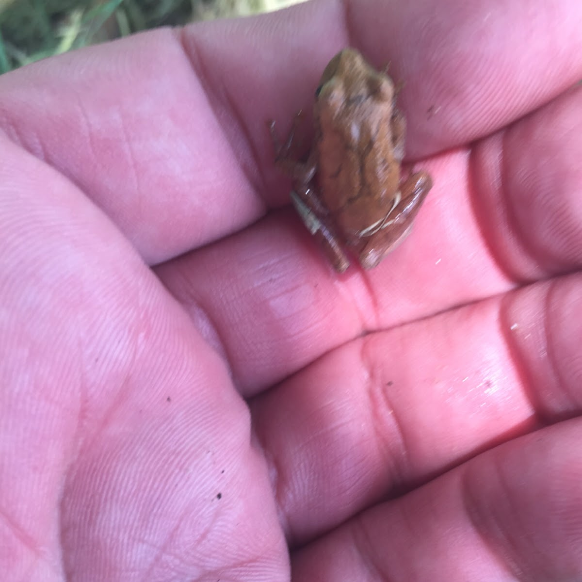 Spring Peeper