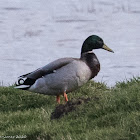 Mallard