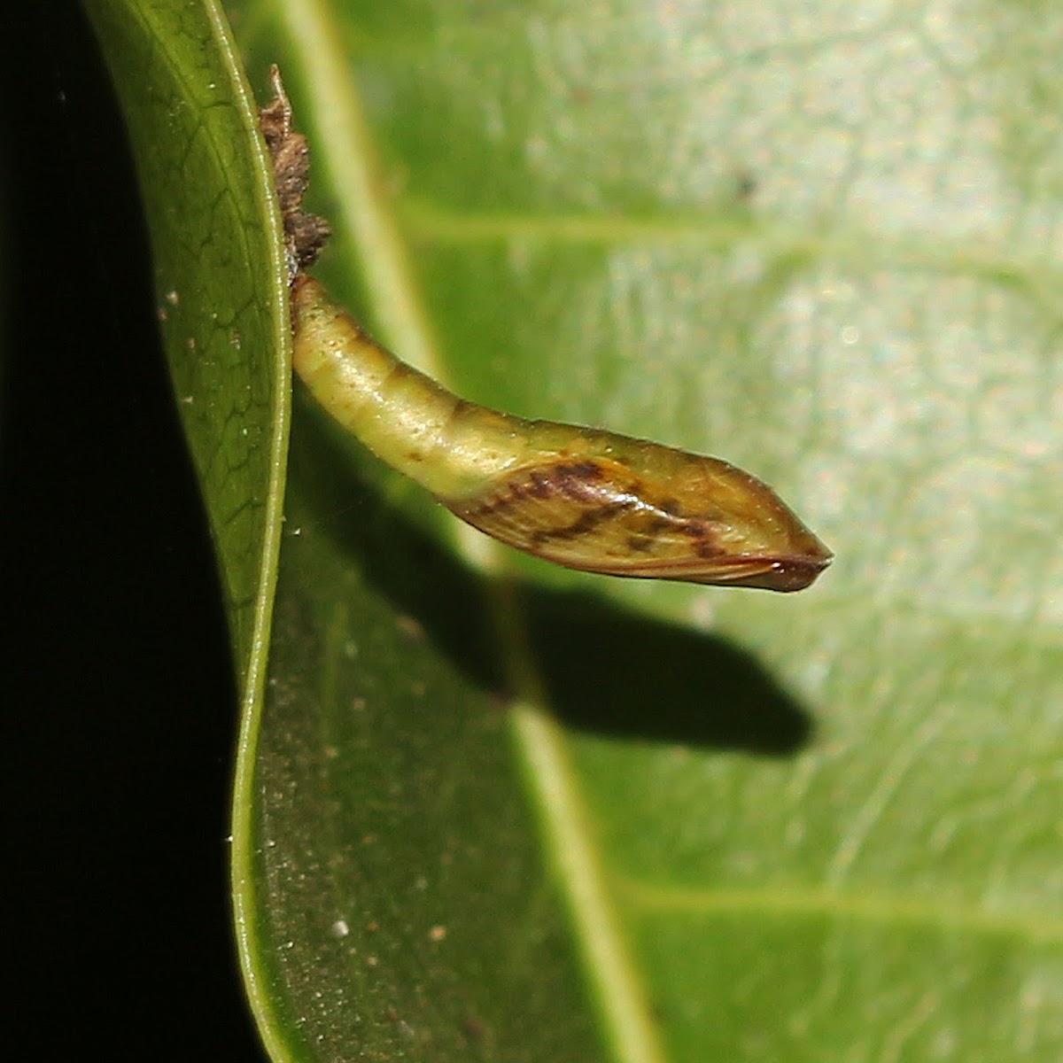 Moth Chrysalis