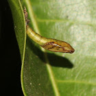 Moth Chrysalis