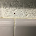 Cupboard spider