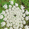 Wild carrot