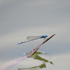 Blue-Tailed Damselfly