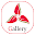 Gallery Download on Windows