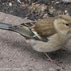 Chaffinch