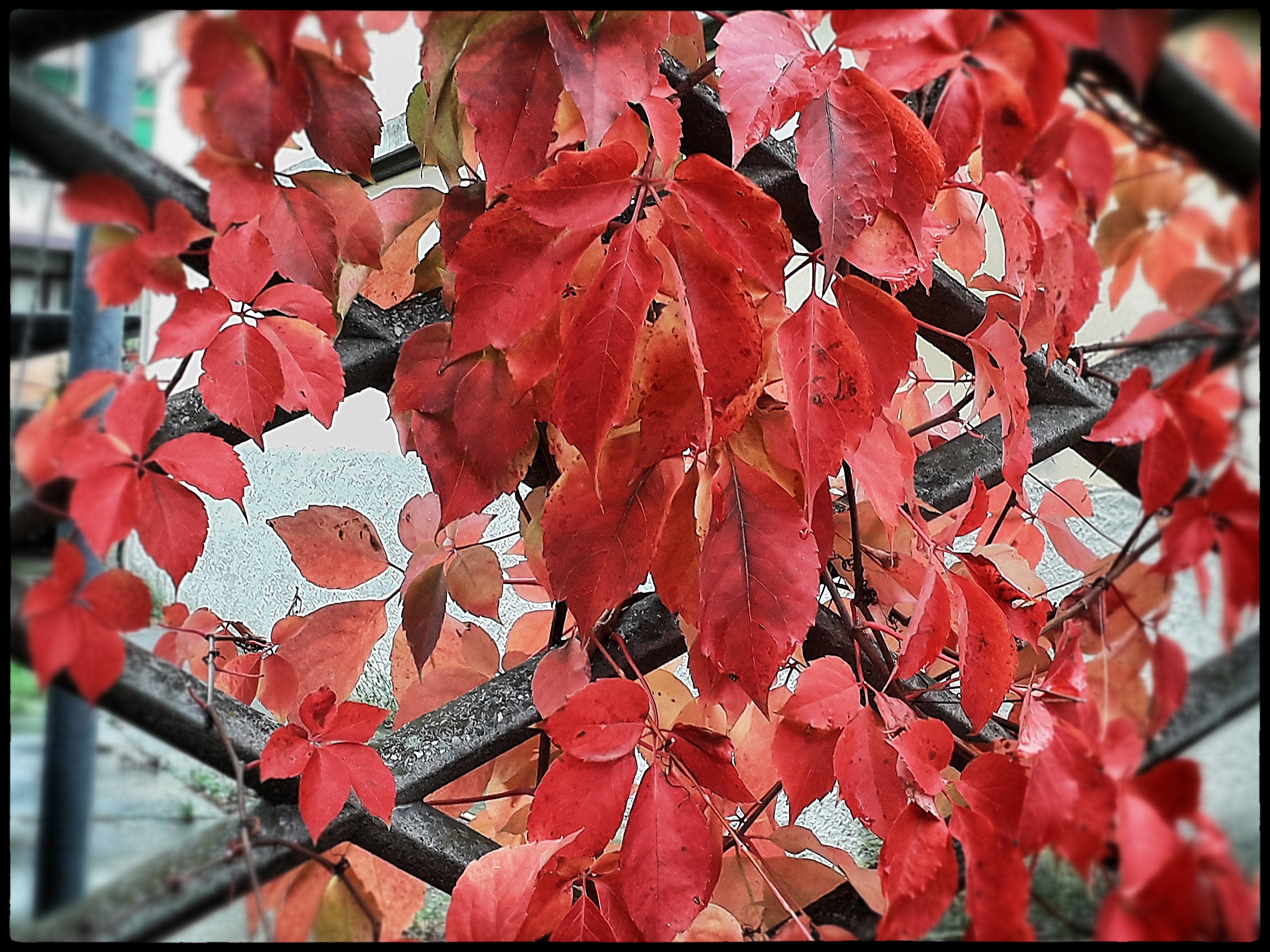 "Fiori" d'autunno di pattylane