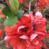 Japanese Flowering Quince