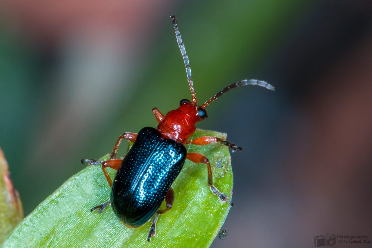 Cereal Leaf Beetle