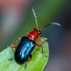 Cereal Leaf Beetle