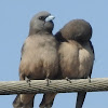 Ashy Woodswallow