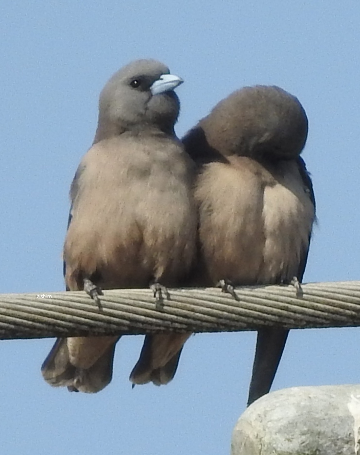 Ashy Woodswallow