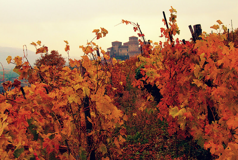 La vigna dopo la vendemmia di Francesca Malavasi