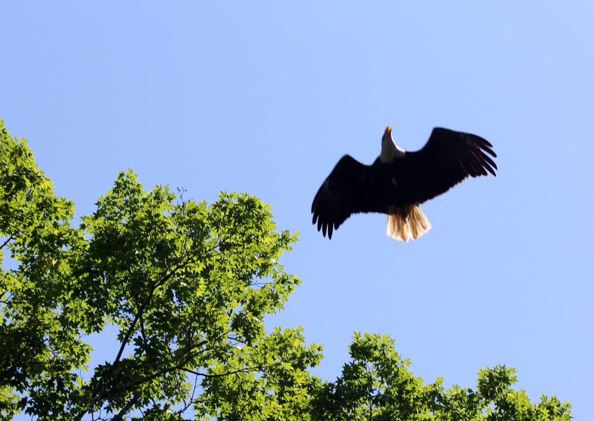 Bald Eagle