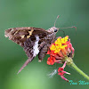 Blurry-striped Longtail