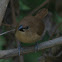 Scaly-breasted Munia (Juvenile)