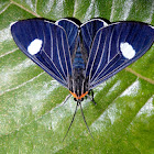 Calodesma Tiger Moth