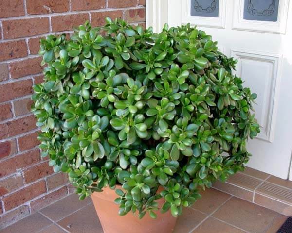 Planta de Jade