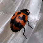 Small Transverse Ladybug