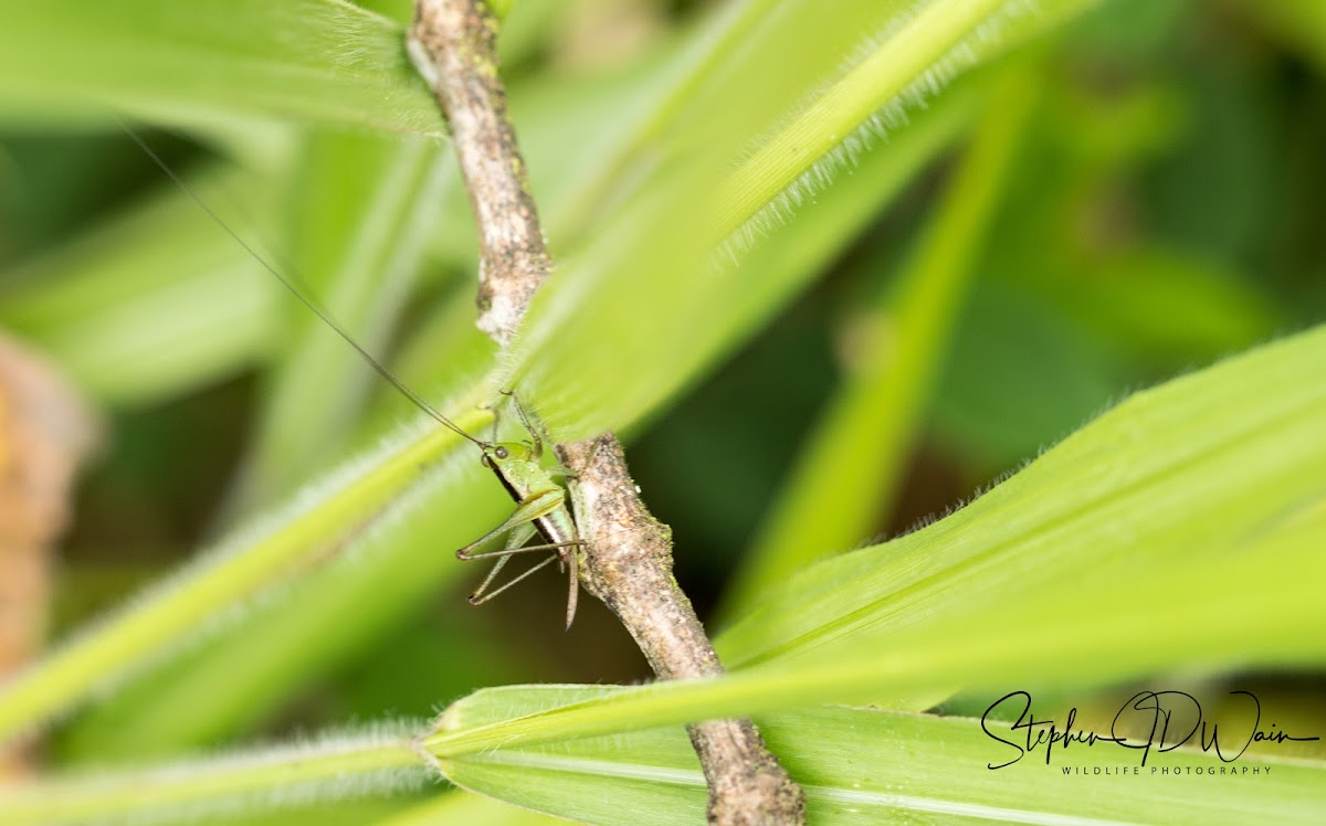 Meadow Katydid