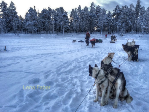 Photo: Alaskan and Siberian huskies