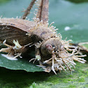 Cricket with Cordyceps